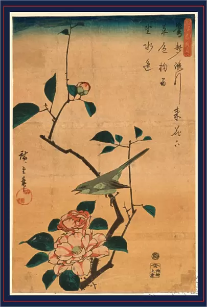 1797-1858 1840 1844 23. 2 34. 9 Ando Bush Camellia