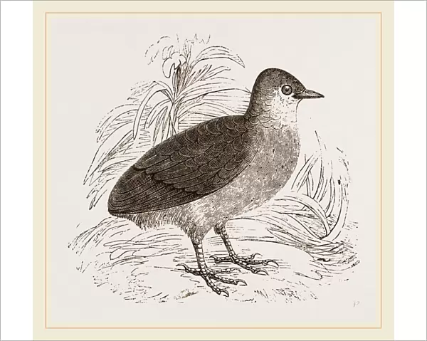 Young of Megapode