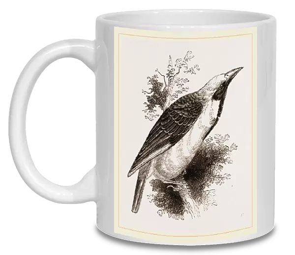 Yellow-crowned Weaver-Bird