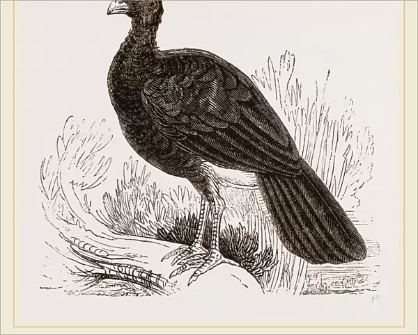 Crested Curassow
