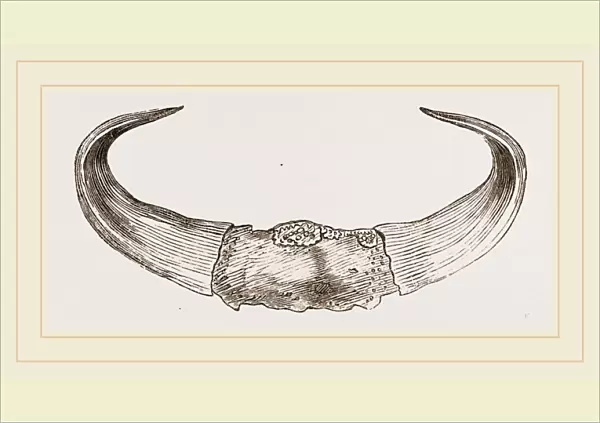 Horns of Gour