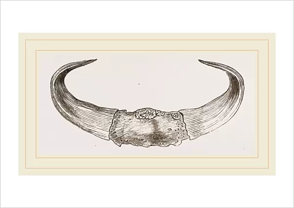 Horns of Gour