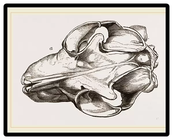 Skull of Galeopithecus Temminckii