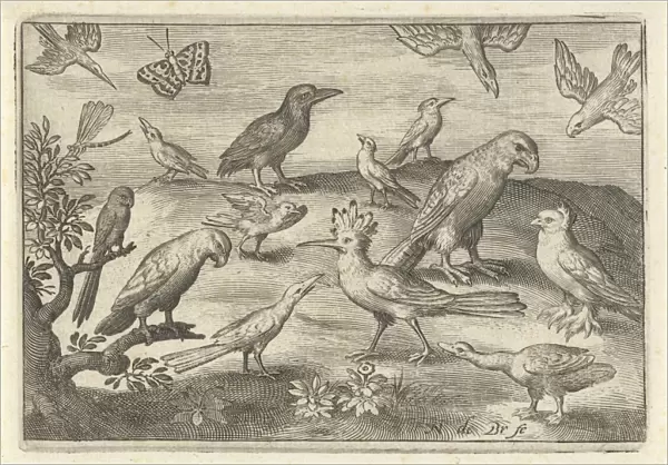 Hop and other birds, Nicolaes de Bruyn, 1594