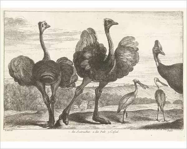 Ostriches, cassowary and spoonbill, Gerard Scotin (I), Lodewijk XIV (koning van Frankrijk)