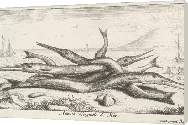 Needlefish, Belonidae on the beach, Albert Flamen, Jacques van Merlen, Lodewijk XIV