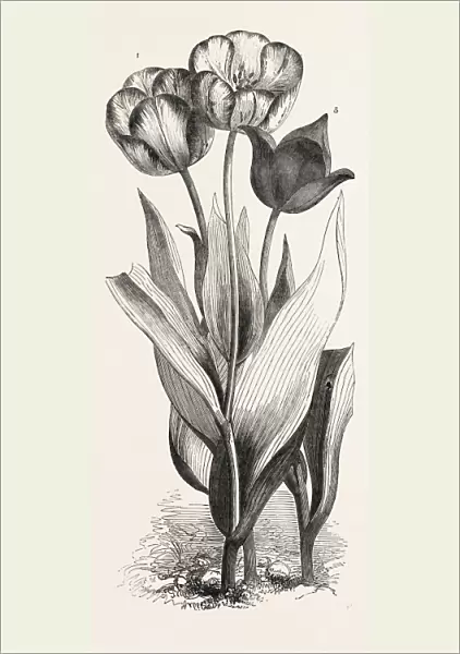 1. Seedling Tulip, Raised by Mr. Groom. 2