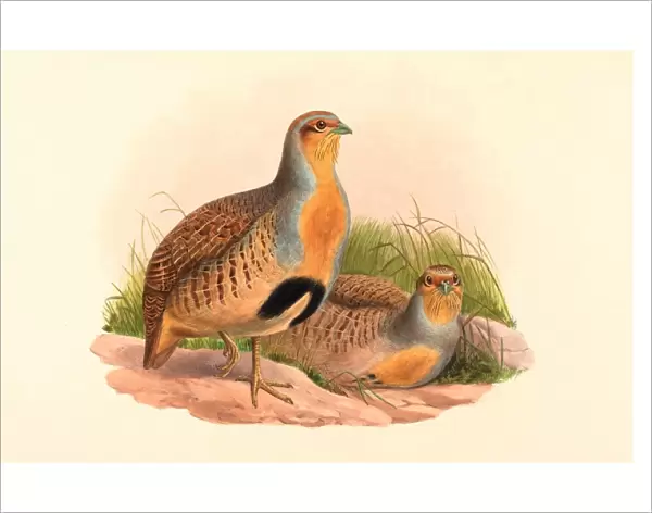 John Gould and H. C. Richter (British, 1804 1881 ), Perdix barbata (Daurian Partridge)