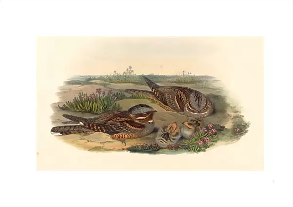 John Gould and H. C. Richter (British, 1804 1881 ), Caprimulgus europaeus (Nightjar)