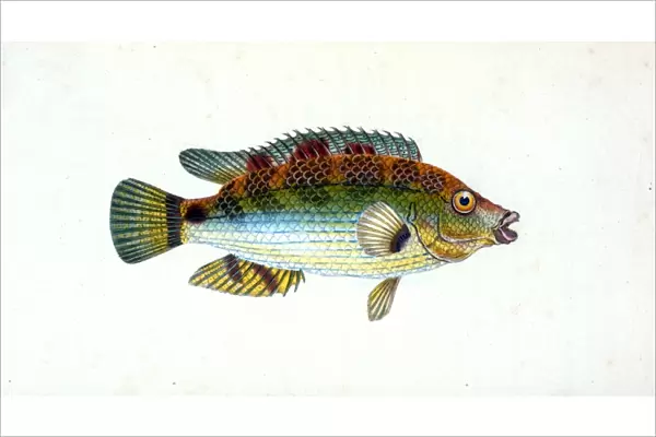 Fifteen-spined Stickleback, Gasterosteus spinachia, British fishes, Donovan, E. (Edward)