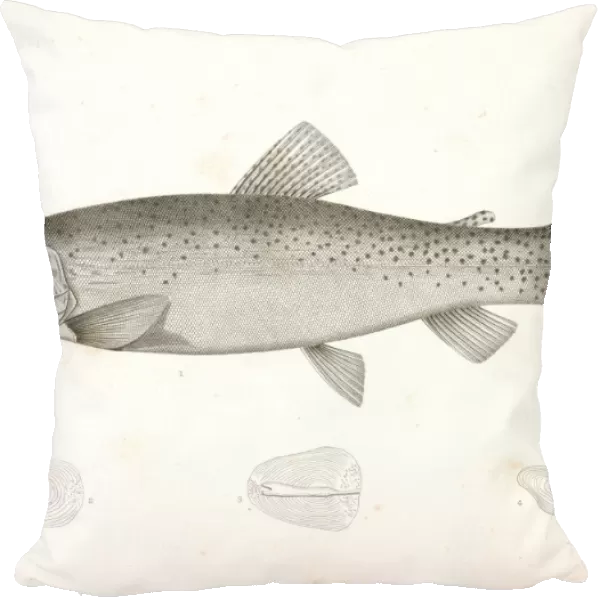1-4. Salar lewisii, Lewis Missouri Trout. Suckley, George 1830-1869, Cooper, J