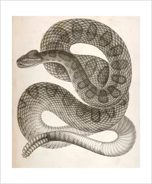 Crotalus confluentus, Prairie Rattle Snake. Suckley, George 1830-1869, Cooper, J