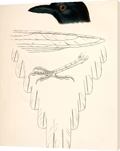 Pica hudsonica, Black-billed Magpie. Suckley, George 1830-1869, Cooper, J