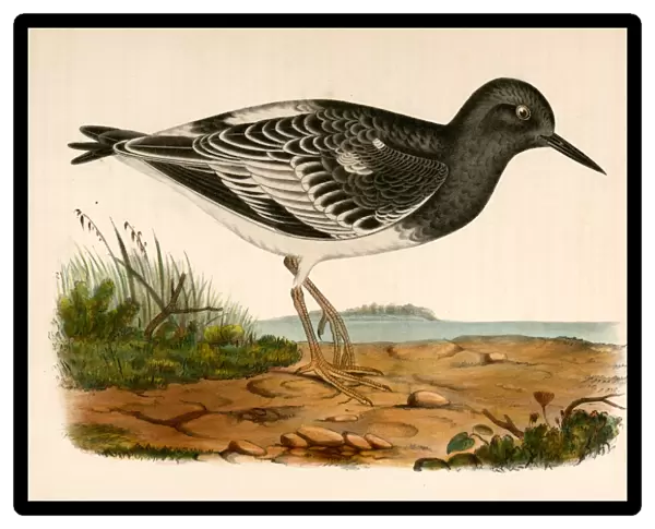 Strepsilas melanocephalus, Black-headed Turnstone. Suckley, George 1830-1869, Cooper, J