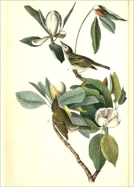 Warbling Vireo, or Greenlet. 1. Male. 2. Female. (Swamp Magnolia. ), Audubon, John James