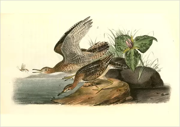 Bartramian Sandpiper. 1. Male. 2. Female. Audubon, John James, 1785-1851