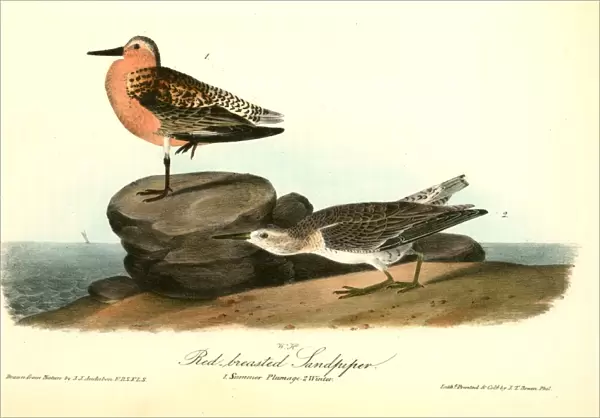 Red-breasted Sandpiper. 1. Summer plumage. 2. Winter. Audubon, John James, 1785-1851