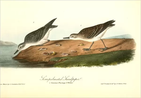 Semipalmated Sandpiper. 1. Summer plumage. 2. Winter. Audubon, John James, 1785-1851