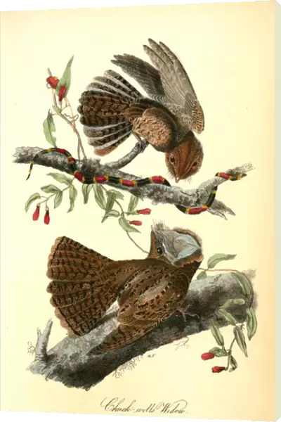 Chuck-wills Widow. (Harlequin Snake). Audubon, John James, 1785-1851