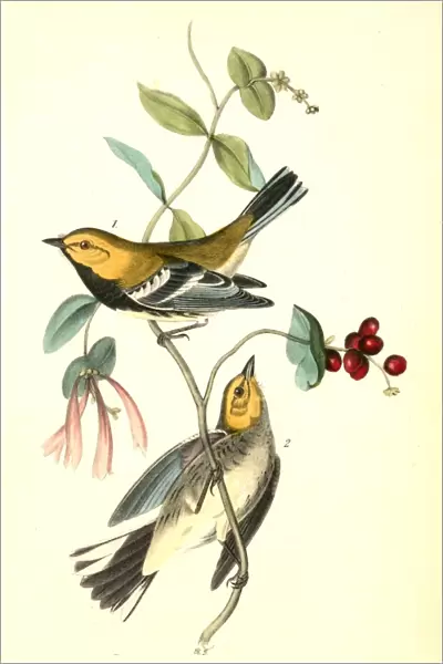 Black-throated Green Wood-Warbler, 1. Male, 2. Female. (Cuprifolium sempervirens