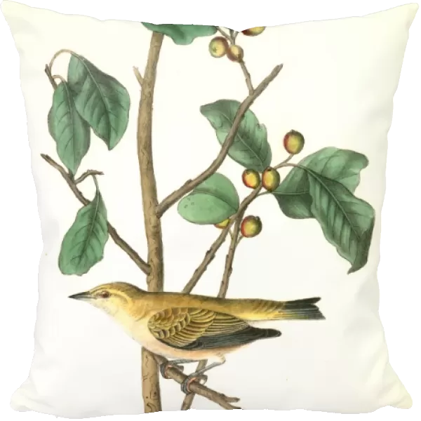 Tennessee Swamp-Warbler. Male. (Ilex laxyflora. ), Audubon, John James, 1785-1851