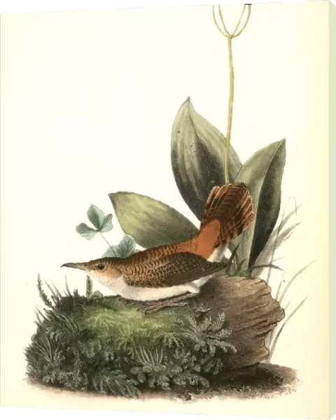 Rock-Wren. Adult female. (Smilacina borealis. ), Audubon, John James, 1785-1851