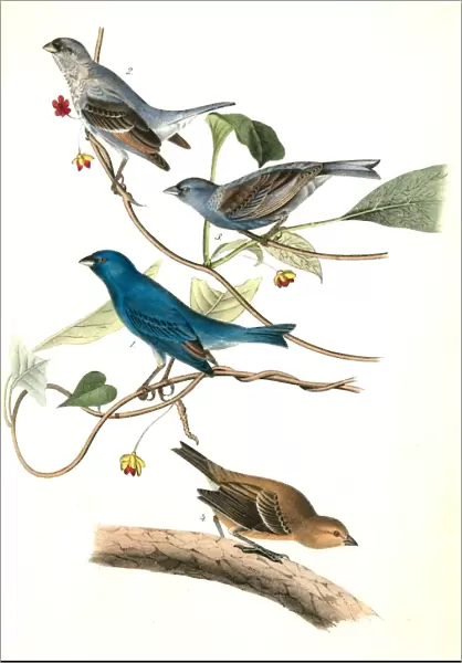 Indigo Bunting. 1. 2. 3. Males in different states of plumage