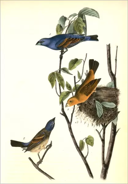 Blue Song Grosbeak. 1. Male. 2. Female. 3. Young. Audubon, John James, 1785-1851