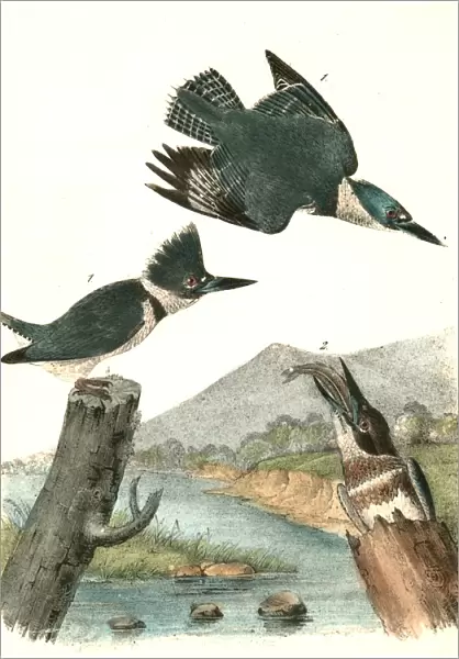 Belted Kingfisher. 1. Male. 2. Female. Audubon, John James, 1785-1851