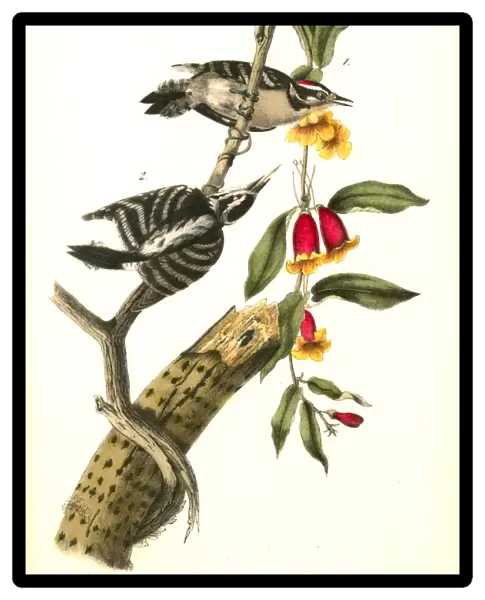 Downy Woodpecker. 1. Male. 2. Female. Audubon, John James, 1785-1851