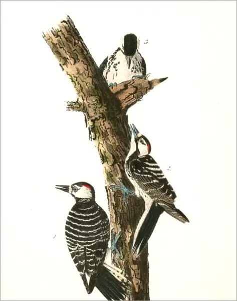 Red-cockaded Woodpecker. 1. 2. Males. 3. Female. Audubon, John James, 1785-1851