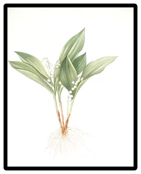 Convallaria majalis, Muguet de Mai; Lily of the valley, Redoute, Pierre Joseph, 1759-1840