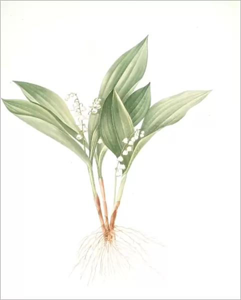 Convallaria majalis, Muguet de Mai; Lily of the valley, Redoute, Pierre Joseph, 1759-1840