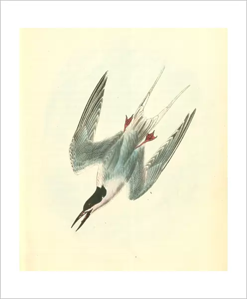 Roseate Tern. Male. Audubon, John James, 1785-1851