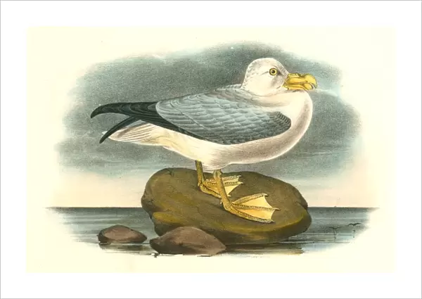 Fulmar Petrel. Adult Male Summer plumage. Audubon, John James, 1785-1851