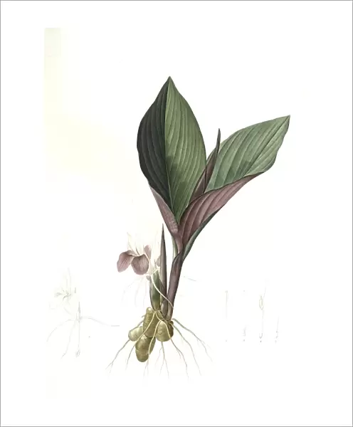 Ferraria undulata, Ferrarie ondulee; Orchid Iris, Redoute, Pierre Joseph, 1759-1840