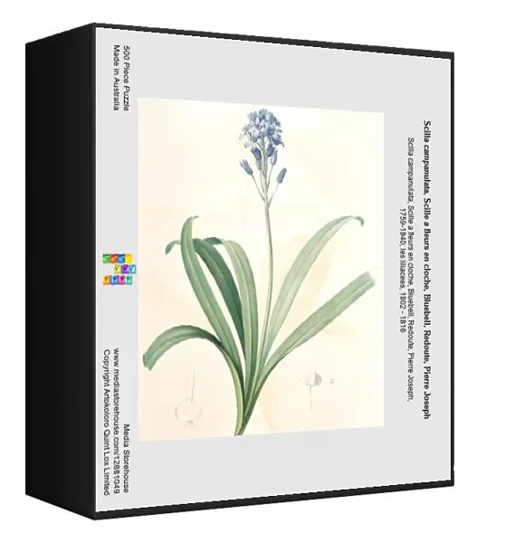 Scilla campanulata, Scille a fleurs en cloche, Bluebell, Redoute, Pierre Joseph
