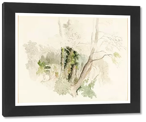 Robert Hills, British (1769-1844), Trees at Beddington, possibly c