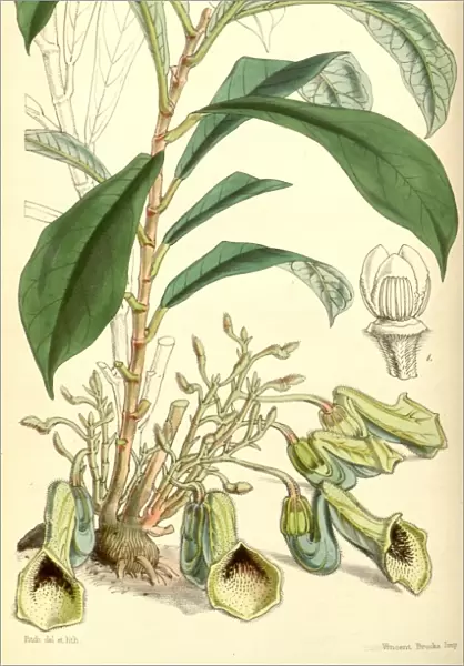 Botanical Print by Walter Hood Fitch 1817 a 1892, botanical illustrator and artist