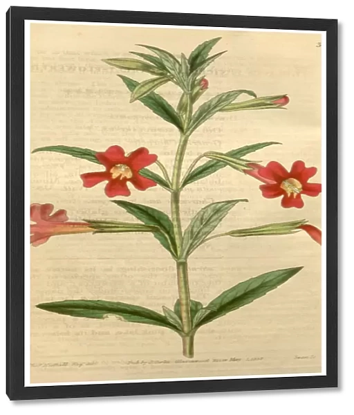 Botanical print by Thomas Nuttall, 1786 a 1859, an English botanist and zoologist