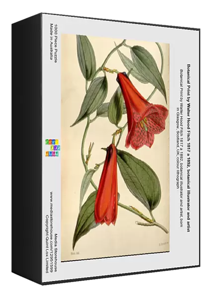 Botanical Print by Walter Hood Fitch 1817 a 1892, botanical illustrator and artist