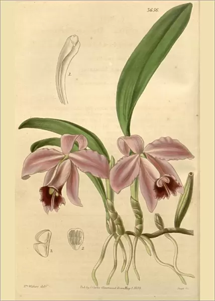 Botanical print by Augusta Innes Withers (nee Baker) (1793-1877), an English natural
