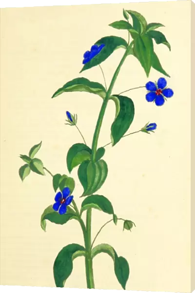 Observations on the Neilgherries, Anagallis, 19th century engraving