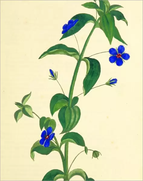 Observations on the Neilgherries, Anagallis, 19th century engraving