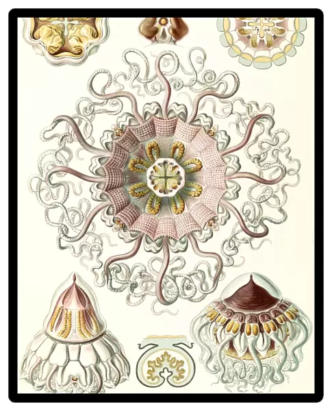 Illustration shows jellyfishes in the phyllum Cnidaria. Peromedusae. - Talchenquallen
