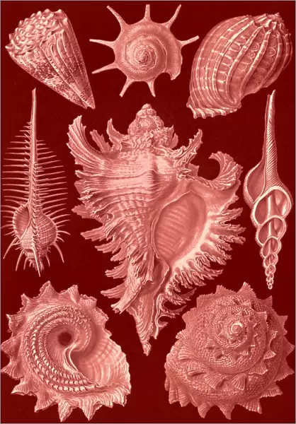 Illustration shows aquatic and terrestrial snails