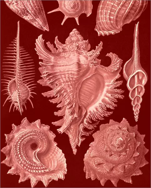 Illustration shows aquatic and terrestrial snails