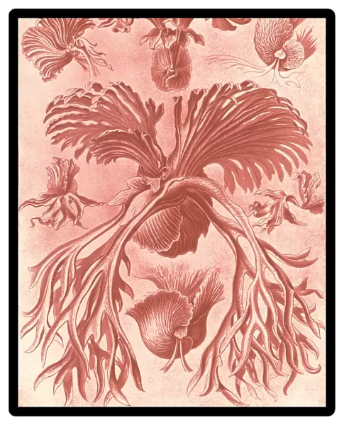 Illustration shows ferns. Filicinae. - Laubfarne, 1 print : color photomechanical
