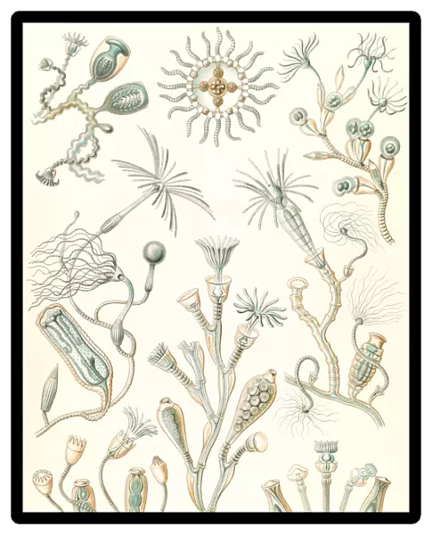 Illustration shows aquatic animals. Campanariae