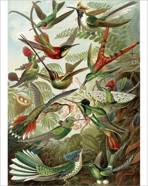 Illustration shows hummingbirds. Trochilidae